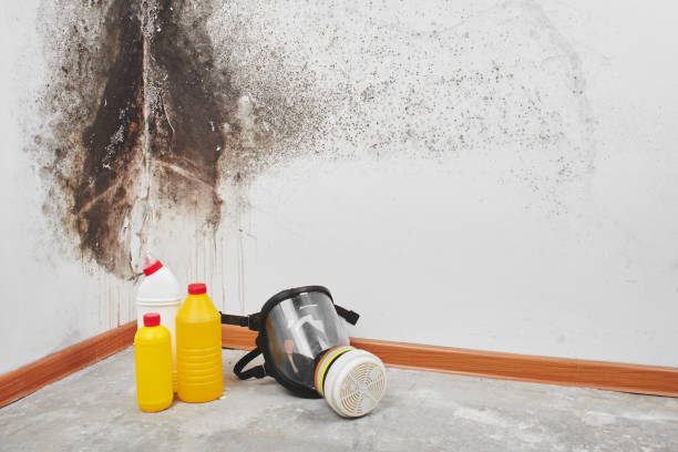 Best DIY Mold Remediation Support Services in Johnston, IA