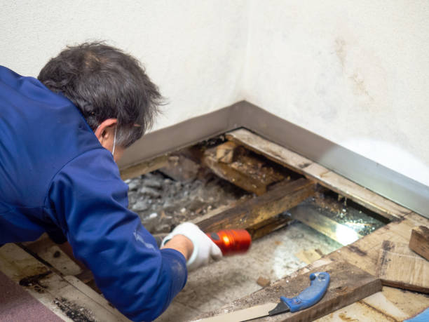 Best Localized Mold Remediation (e.g., coastal areas, humid climates) in Johnston, IA