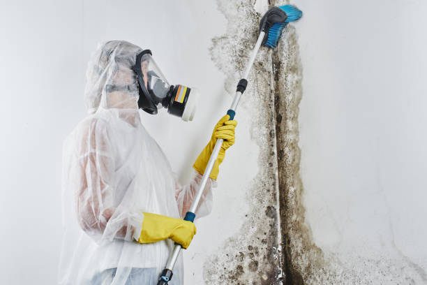 Best Emergency Mold Remediation in Johnston, IA