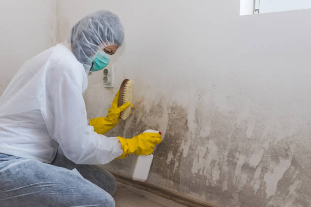 Best Kitchen Mold Remediation in Johnston, IA