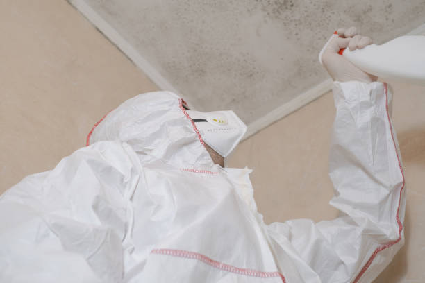 Best White Mold Remediation in Johnston, IA